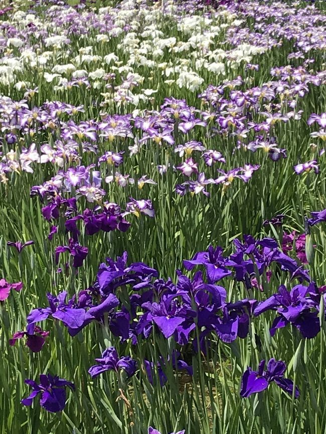 花を求めて④水元公園