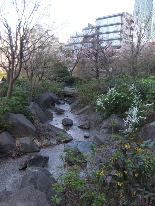 東京国立新美術館から乃木神社と檜町公園のさくら巡りの散歩をしました、幸い見事な満開のさくらをめぐることが出来ました、乃木神社では残念ながら乃木大将邸は時間外で、見ることが出来ませんでした<br />きれいな桜を眺めることが出来良かったです、六本木界隈にこんなに静かなところがあるんですね、檜町公園は長州藩毛利家<br />麻布下屋敷の庭園を忍ばせていますね(東京ミッドタウンの北側)、テレビ東京の毛利庭園も同様ですね<br />それでは写真で紹介します<br /><br />