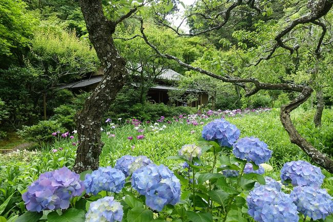 鎌倉のあじさいスポットを巡ってきました。平日の午前中ということもあって、どこも特に行列はなく、マイペースで散策することができました。あじさいの数、見せ方ともに明月院が一番印象的でした。<br />(江ノ電)→極楽寺→(歩き)→成就院→(歩き)→御霊神社→(歩き)<br />→長谷寺→(江ノ電/歩き)→明月院→「鎌倉名月のあんみつ」→(歩き)→東慶寺→(JR/江ノ電)→七里ヶ浜「珊瑚礁のカレー」
