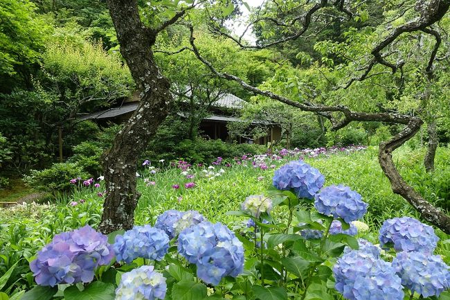 鎌倉のあじさいスポットを巡ってきました。平日の午前中ということもあって、どこも特に行列はなく、マイペースで散策することができました。あじさいの数、見せ方ともに明月院が一番印象的でした。<br />（江ノ電）→極楽寺→（歩き）→成就院→（歩き）→御霊神社→（歩き）<br />→長谷寺→（江ノ電／歩き）→明月院→「鎌倉名月のあんみつ」→（歩き）→東慶寺→（JR／江ノ電）→七里ヶ浜「珊瑚礁のカレー」