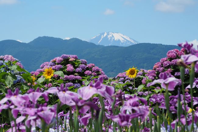 開成あじさいの里2018   絶景♪花と富士のカルテット  