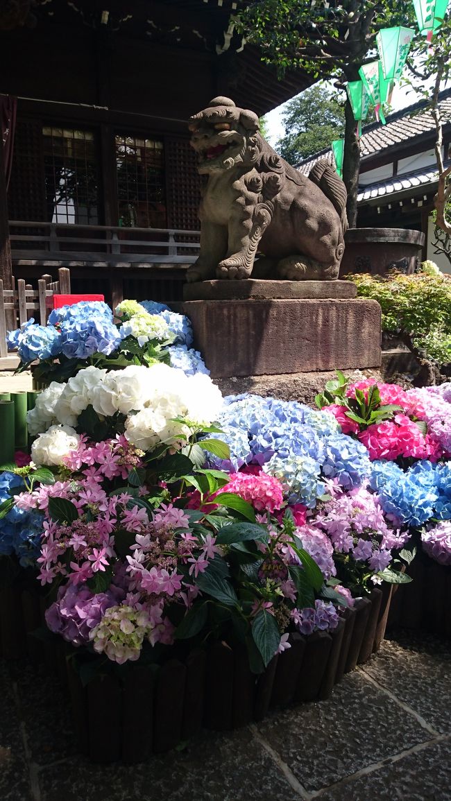 6月9日～の初日に文京 あじさいまつりに行ってきました～♪<br /><br />都営三田線の白山駅からすぐの白山神社です。<br />東京十社の１つです。<br /><br />関東地方は梅雨入りしましたが、朝から晴れて暑かったです(^。^;)<br />