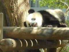 ハッピー・バースデー♪シャンシャン☆満1歳　誕生日当日＆5月の上野動物園