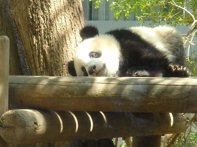 2017年6月12日に誕生した待望の上野動物園の子パンダ・シャンシャン。2018年6月12日～17日は1歳の誕生日記念で、1日に15000枚先着でシャンシャンのカードが配布される。シャンシャン公開以来、可愛い姿に癒されたくて上野動物園の年パスまで購入してしまった私、、カードが欲しかった…という訳でもないのだけど、シャンシャンのお誕生日をお祝いしようと6月12日当日に上野動物園へ行ってきました。<br />当然ながら同じ考えの方はとっても多くて、平日にもかかわらずパンダの観覧は大混雑でしたが、満1歳になったシャンシャンに会うことができました^^<br />まだ旅行記にしていなかった5月に2度訪れた時の様子も交えながら、誕生日当日の上野動物園の様子を記録してみました。<br /><br />よろしければご覧ください～！