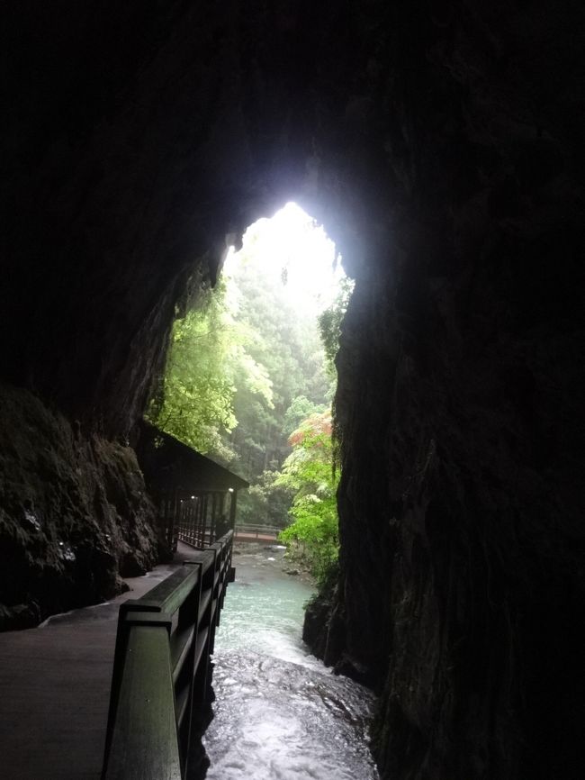 今回 初めて 新幹線+レンタカーの旅にしてみた。<br /><br />去年から 夫婦旅が増えた。<br />お陰で、1人旅が行きずらくなってしまったが。<br /><br />1人旅が嫌いなダーリンに 今までお仕事 頑張ってくれたので <br />感謝の気持ちでお付き合いしている。<br />基本的に2人の時は ダーリンの希望に合わせている。<br />男と女は 好みや趣味が違う。<br />それに、ダーリンは 食事の制約があるので 何でも食べれない。<br />だから 1人の時は 前よりグルメを欲するようになった。<br /><br />旅に出ると 家にいる時と ちょっと違う。<br />私は いつもより 優しくなっている気がする。<br />それに この前の1人旅で気がついたのだけど 暇で時間を持て余す事が<br />ないようだ。<br /><br />1日目 山口まで移動<br /><br />2日目 秋芳洞 大正洞 萩<br /><br />3日目 角島大橋 元乃隅稲成神社 千畳敷<br /><br />4日目 青海島 ブックオフ<br /><br />5日目 山口イオン 帰宅