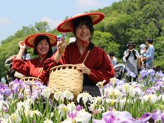 東村山菖蒲まつり開催中の北山公園花菖苑