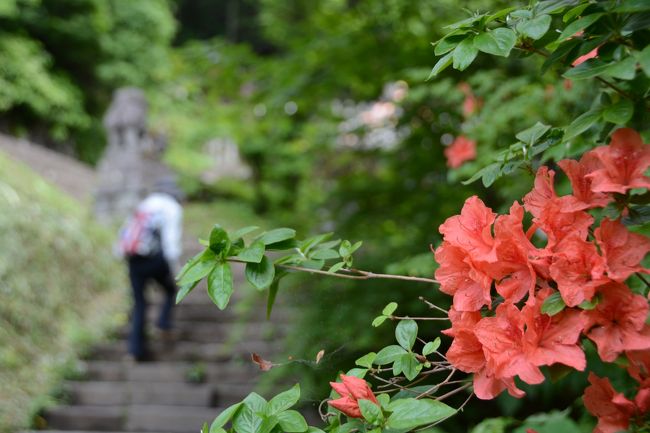 梅雨の合間の晴れ、霊山“戸隠山”トレッキング。毎年初夏と秋には花の写真を撮りに行くが今回は種類も多く華やかだった。信州の自然はいいねぇ～!