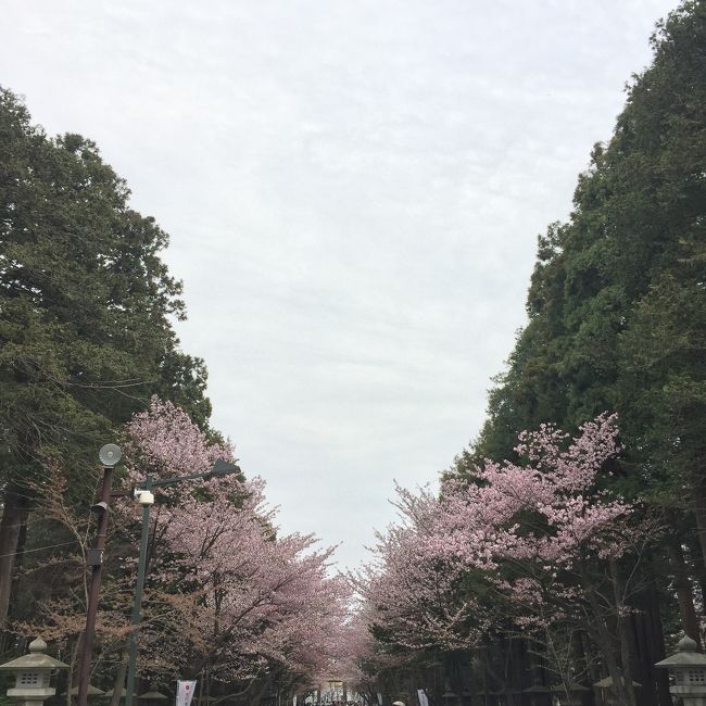 GW北海道旅行、2日目は函館からJRで札幌まで行き、札幌の街歩きを楽しみます。<br />宿泊先ははじめての札幌グランドホテル。<br />翌日は北海道神宮で桜を愛でスープカリーを食べて帰京します。