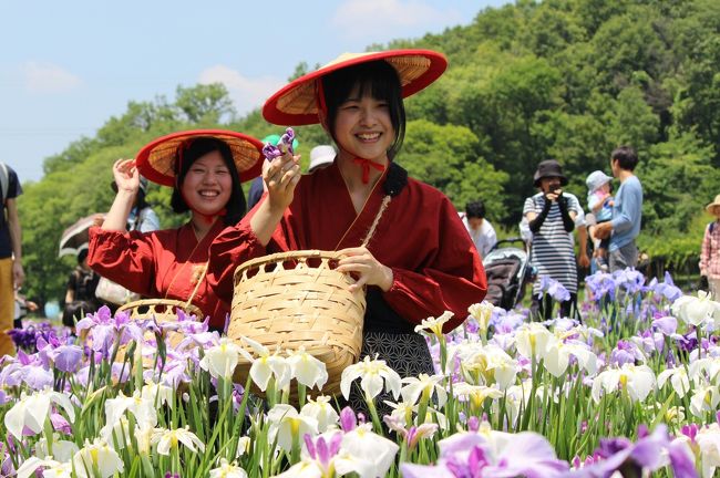 狭山丘陵に続く八国山緑地ふもとに沿って広がる北山公園、普段は近所の人が散歩するぐらいで静かな公園です。6月の菖蒲の開花に合わせて今年も<br />近隣から多くの人が訪れています。私もその内の一人です。<br />