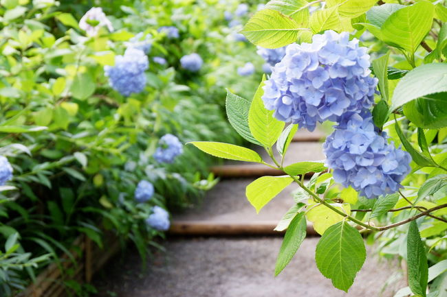紫陽花で有名な鎌倉の明月院、別名あじさい寺へ行ってきました!<br /><br />予想以上の激混み!中に入るまでが大変でしたが、噂に違わず素晴らしいブルーに色づいた紫陽花に感激!<br />ちょうど満開で、見頃でした。<br />こんなにたくさんの満開の紫陽花を見たのは生まれて初めてでした!<br />