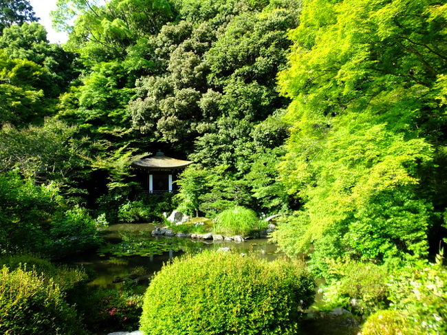 京都のホタルはどこにしようかと迷いながら 18年 山科 京都 の旅行記 ブログ By 鴨川の夕立 さん フォートラベル 京都のホタルはどこにしようかと迷いながら 18年 山科 京都 の旅行記 ブログ By 鴨川の夕立 さん フォートラベル