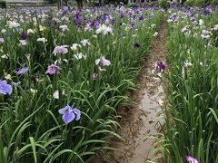 アヤメ祭りと花嫁船