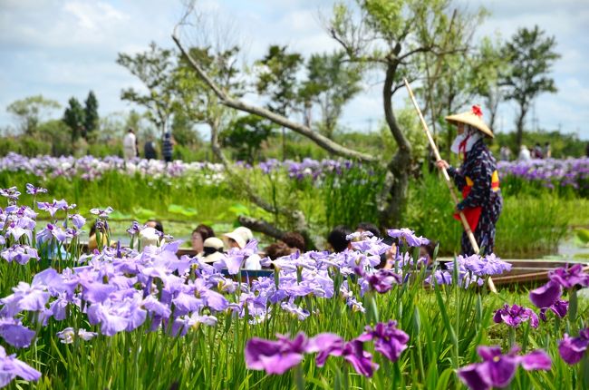 旅行記作成がままならず、写真がたまる一方だけれど、とりあえず最新のものをアップすることにします。<br /><br />いつか行きたいと思っていた佐原のあやめ祭り。今年ようやくその機会が巡ってきました。自宅から日帰りもできる距離ですが、今回は１泊で出かけました。あやめ祭りだけでなく、小江戸・佐原の町をゆっくり散策したいと思ったのと、佐原に新しくオープンした古民家ホテルにも泊まってみたかったから。<br /><br />旅行の２日前に関東は梅雨入りし、お天気が気がかりでしたが、旅した２日間は運よく晴れてくれました。というか、日差しが強くて焦げました……。