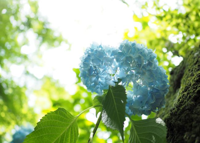明月院のあじさいを一目見ようと。<br />北鎌倉のメイン寺に行ってみようと。<br /><br />平日なのに昼ごろいったら、<br />休日並みの人だかりでごったがえしている。。。<br /><br />うぐいす、LUNCH(ビーフカレー♪お肉いっぱい)<br />↓<br />明月院 (以前、ハイキングで素通りしたあの、あじさい寺)<br />↓<br />葉祥明美術館 <br />↓<br />建長寺<br />↓<br />浄智寺<br />↓<br />円覚寺<br /><br />