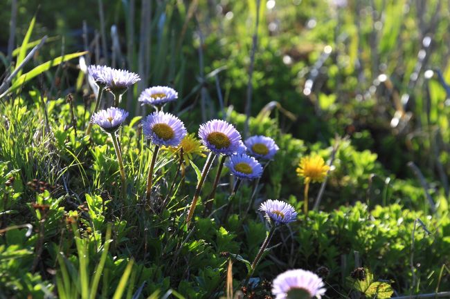 ☆猪苗代湖南岸の郡山市湖南町周辺で野の花巡りをしてきました。<br /><br />猪苗代湖なのに郡山市？と疑問に思う人も多いかと思いますが<br />猪苗代湖は地理＆気候＆文化的には会津(日本海型気候)で<br />行政上は猪苗代町が約1/2会津若松市が約1/3、郡山市が１/３占めています。<br />その中で猪苗代湖の南岸～東岸の多くは郡山市が管轄です。<br /><br />猪苗代湖へは県外から多くの観光客が訪れますが<br />その多くは猪苗代町側で郡山市湖南町へはまずやって来ないでしょう。<br />でも風光明媚なのはどちらかと言えば猪苗代町側より<br />郡山市側の方でより見所が多いと思います。<br />特に春から初夏にかけてはたくさんの山野草が咲き競い<br />雄大で美しい猪苗代湖の大自然を楽しむことが出来ます。