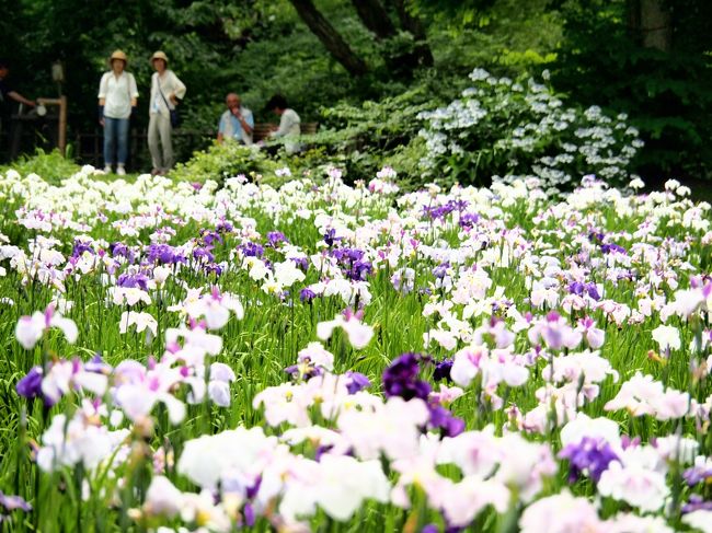 花菖蒲咲く泉自然公園　