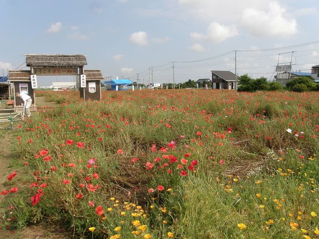 もう、そろそろ、しょうぶ・ラベンダーの花が見頃ではと、早朝ウォーキングの時間を使って訪ねてみた。<br />あとで、調べましたら第24回あやめ・ラベンダーのブルーフェスティバルは、6月3日～6月24日でした。<br /><br />その菖蒲城址公園のしょうぶ会場で地元の方と話す機会があり、その際、花談議の中でポピーの話が出て、久喜市菖蒲地区にもポピー畑があるよと・・と聞いて、ラベンダー山の帰りに寄って見た。<br /><br />