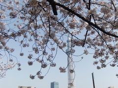 浅草吾妻橋から桜橋・浅草寺付近のさくら散歩