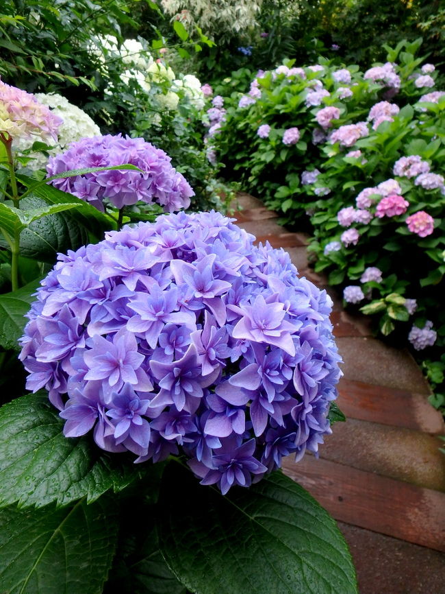紫陽花を見に、横浜のイングリッシュガーデンへ。<br />あいにくの雨模様でしたが、かえってアジサイが生き生きして見えて素敵な風景でした。