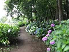 あげお花しょうぶ祭り2018～アジサイと蓮も見れる丸山公園の花祭り～