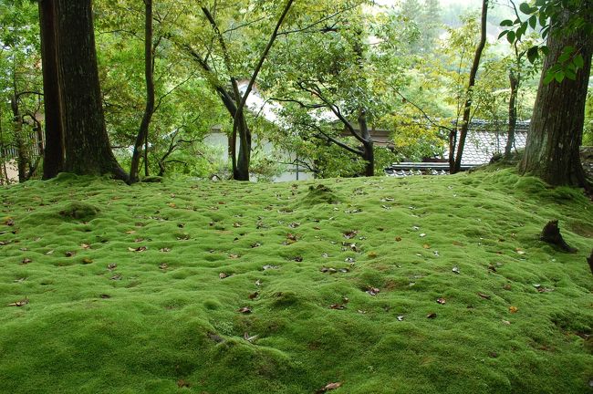 ６月の京都 地蔵院 西芳寺 苔寺 月読神社 浄住寺へ 嵐山 嵯峨野 太秦 桂 京都 の旅行記 ブログ By Hokkaさん フォートラベル