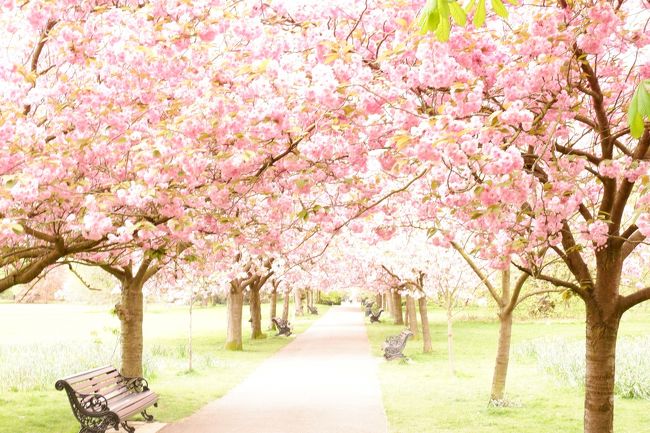 お花見、フットパス散歩が大好きです。<br /><br />②エジンバラからロンドンへ。<br />最初の2泊はグリニッジに。グリニッジ定番観光スポットへは昔きたことあるのでとばして。グリニッジパークの桜とグリニッジからちょい郊外のオックスリーズ・ウッドランドにブルーベルお花見散歩しに行きました。<br /><br />＊＊以下は、毎回同じ内容です↓↓↓↓↓＊＊＊＊＊＊＊＊＊＊＊＊＊＊＊＊＊＊＊＊＊＊<br />■クレジット請求時レート(クレジット会社手数料込)￡1≒￥151~155、100P(ペンス)＝￡1<br />4/18　　　　カタール航空　成田→ドーハ<br />4/19　　　　カタール航空　ドーハ→エジンバラ<br />～4/23　　　エジンバラ滞在<br />～5/09　　　ロンドン滞在<br />5/09　　　　カタール航空　ヒースロー→ドーハ<br />5/10　　　　カタール航空　ドーハ→成田<br /><br />ところで、今回持参の￡現金は前回旅行残金￡61.18のみ。<br />「キャッシュレスどこまで可能!?」を試してみました。<br />US＄やユーロに比べ￡は日本での両替手数料不利な為、現地でキャッシングと思いつつも結局3週間の現金使用は約￡50でした。<br />45Pの水もクレジット払しつつ、割り勘場面ない一人旅だから実現したのかもです。<br /><br />ただ、今回厄介だったのは、所持金の内の￡10紙幣が前回旅行直後の新紙幣移行で3/1付で既に使用不可になってること。<br />早々にエジンバラで両替したく、バンクオブイングランドHP見るもエジンバラに支店がない！？<br />スコットランドの首都なのに？むしろ、だからこそ？<br />そこで同じような質問↓↓を旅サイトにしてるアメリカ在住Ｂさんみつけたのですが…<br />「This may be a silly question, but…」と前置きのうえ^^;「スコットランドにバンクオブイングランドの支店ないですか？」と。<br />結果は…ハイsillyでした^^;<br />おとなしくロンドン行ってからBank駅の本丸で両替しました(勿論手数料無その場で両替可)<br />郵便局で可とのネット口コミあるも(たまたまかもですが)私は断られました。<br />因みに￡5￡10に続き次は二年後￡20アダム・スミスの番です。<br />訪英予定なければ、移行後、メガバンク両替窓口でも新紙幣又は日本円へ両替可能のようですが、勿論手数料かかり、可能期限もあるようです。(みずほ回答)<br />「当面渡航予定ないけど円高の内に両替しとこ」は「自販機以外は未だ聖徳太子様受入れ可」の悠長な日本の貨幣事情とは異なる外国ではたとえ先進国であろうと要注意かと。<br />加えて、バンクオブイングランドで両替待ちの時きいた話では、新旧見分けつきにくい外国人観光客に渡されたおつりが旧貨幣で後で気づくこともあるそう...レアケースと思いますが、移行後間もない期間は要注意かもです。<br /><br />新紙幣移行後猶予たったの半年、コインも一部移行、同国なのにイングランドでは敬遠のスコットランド独自貨幣、次回訪英予定あるも素人だからブリグジットでレート変動どうなるか分からない…となれば…<br />円からの両替は最小限、残さず使い切り、極力クレジットカード払が賢いのを学習しました。