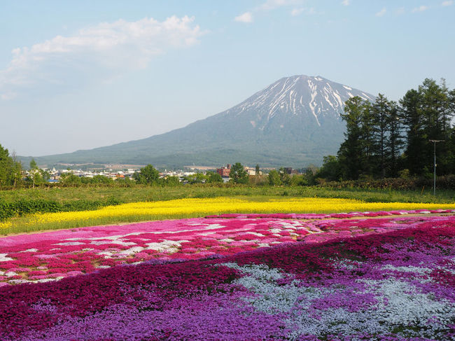 1日散歩切符を利用して追分町の菜の花と倶知安町の芝桜を見てきました<br />菜の花は滝川、芝桜は滝上&東藻琴が有名ですが<br />札幌から近い追分町(菜の花)や倶知安町(芝桜)も綺麗です<br />2260円で二つの花園を見ることができます<br /><br />追分から倶知安までは別料金を払って南千歳まで特急を利用しないと<br />倶知安町へ明るい内に着けません