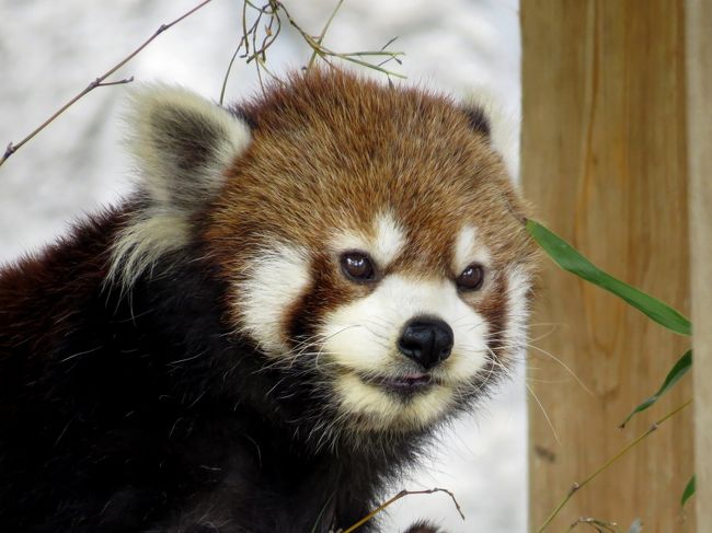 徳山、秋吉台と続いてきた中国・山陽遠征も本日の広島市安佐動物公園で最終日です。<br /><br />安佐レッサーで今気になるのは・・・やはり、旭山から来た友友（ヨウヨウ）ちゃんの様子と彼女が誰のお嫁さん候補なのか？と言う事と、今年からキラ君とペアを組んだキクちゃんのお腹の様子。<br />これらをキーパーさんの是非聞きたいと言うのが今回の訪問の大きなところでなのですが、現地でそれ以上に心惹かれたのが自然体でのほほんと暮らす麻麻（マーマー）さんの様子でした。<br /><br />秋田で生まれ、日立、広島と渡り子宝には恵まれなかった麻麻さんですが、気持ち良くお昼寝し、キーパーさんにリンゴをおねだりする姿はとっても幸せそうで見ている僕も幸せな気持ちになりました。<br /><br /><br />これまでのレッサーパンダ旅行記はこちらからどうぞ→http://4travel.jp/travelogue/10652280