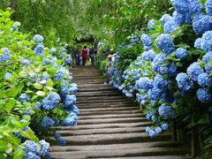 2018年(平成30年)6月 鎌倉の旅(明月院の旬の紫陽花と天園ﾊｲｷﾝｸﾞ(やぐら等)と覚園寺を拝観しました｡)