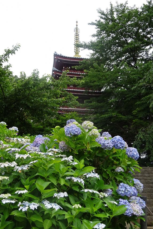 千葉県松戸市にある、別名あじさい寺といわれる日蓮宗の名刹。 <br />本土寺には、６月には３万本のあじさいと６千本の花菖蒲が咲く。<br />北鎌倉のあじさい寺に負けていない。<br /><br />今年は花の開花が早いので心配したが、あじさいは見事に見ごろを迎えていた。<br />花菖蒲は、今年は生育が悪かったようで残念だった。 <br /><br />本土寺の紅葉も素晴らしく、以下の旅行記でご覧ください。<br />https://4travel.jp/travelogue/11307258<br />