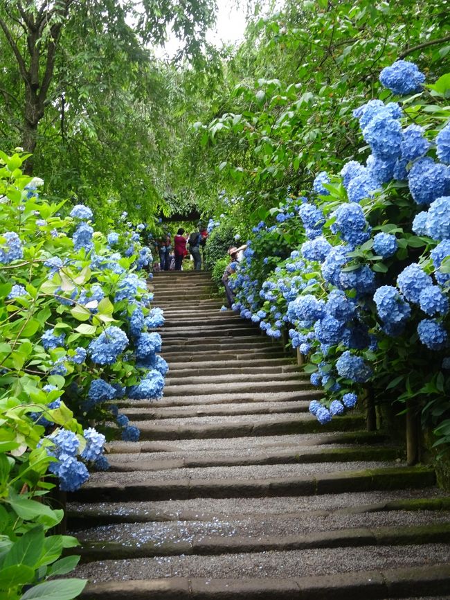 18年 平成30年 6月 鎌倉の旅 明月院の旬の紫陽花と天園ﾊｲｷﾝｸﾞ やぐら等 と覚園寺を拝観しました 鎌倉 神奈川県 の旅行記 ブログ By 愛猫シロネコさん フォートラベル