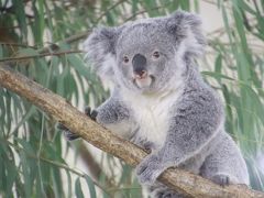 あじさい咲く雨の埼玉こども動物自然公園～さよならニーナちゃん～（午後編）明日からお嫁入りするコアラのニーナちゃん＆一人で過ごせてもまだ甘えん坊なシャインくん～目線をたくさんくれた愉快なコツメカワウソ一家～雨でのハリハリ姿で勢揃いのレッサーパンダの祖父母と親子