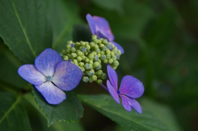 雨模様の一日　高幡不動の紫陽花を見に行ってきました。<br />当日は法事があり　沢山お坊さん関係者が見えておりました。<br />山には、紫陽花が今は盛りと　咲いていました。