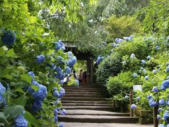 北鎌倉の紫陽花寺・明月院は相変わらずの人気で激混みでした。