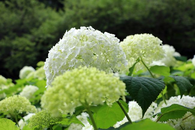 各地でアジサイや花菖蒲が見頃を迎えた頃、時同じくして帰省しなければいけなくなって、今年はまだあまりアジサイや花菖蒲を見に出かけていない。<br />何処かに行きたい、そんなに遠くないところで、最近あんまり行ってないところ、だけど何処に・・・<br />いろいろ悩むなか、ふとしたことから、７年ぶりの相模原北公園のアジサイ、９年ぶりの相模原公園の花菖蒲を見に行ってきました。<br />どちらも見頃のピークは過ぎつつありましたが見応えは十分でした。<br /><br />