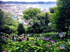 鎌倉長谷寺の紫陽花