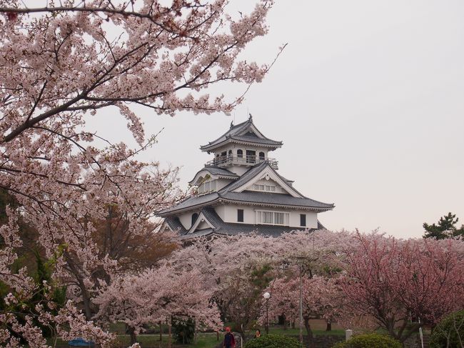 青春１８きっぷの２０１８年春旅を今年も決行！<br />今回も年度初めは旦那が忙しいので、５回分全部使って６泊７日で１人旅してきました。<br />今年の桜前線と逆行する形で西に向かいましたが、例年だと青春１８きっぷ時期に見られない桜なども見ることが出来、楽しい旅が出来ました。<br /><br /><br />４月６日の５日目もほんとは京都観光しようと考えていたのですが、天気予報で午後から天気が悪いというので、泊まった米原から近い長浜へ行きました。<br />長浜も今年は桜の満開時期が早く、豊公園の桜のピークはちょっと過ぎたけど見頃が続いてて綺麗な桜も多く見られました<br />