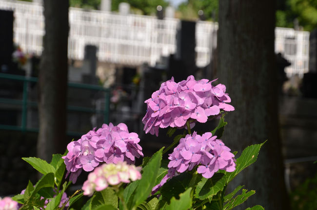 14日の朝刊を見て「岩本山公園」に紫陽花を見てこようと思い、出掛けて来ました。<br />今回のその2は、ハイキングコースへ。<br /><br />★富士市役所のHPです。<br />http://www.city.fuji.shizuoka.jp/