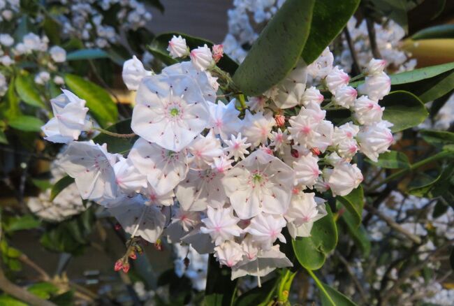 2018春、北関東の名城(10/21)：5月22日(10)：伊香保温泉のホテル、夜の散策