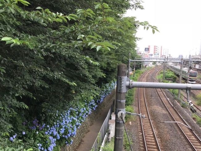 JR王子駅近くの飛鳥山公園のあじさいを見に行ってきました。