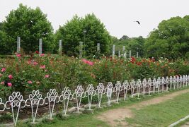 2018梅雨、鶴舞公園の花(１/8)：地下鉄で鶴舞公園へ、ヒマラヤシーダーの並木道、噴水塔