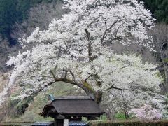 '18　現存天守二城巡りと桜を求めて（一乗谷朝倉氏遺跡）