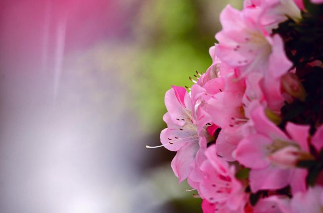 2018初夏に向かって咲く華・花/その1【 さつき花季展など花達】