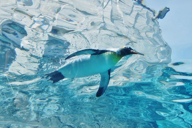 最終日は私の希望だった旭山動物園へ行き、最後のランチはホテルのフロントで教えてもらったお店へ行くことに。<br /><br />旭川空港でお土産を買って、羽田空港にて乗り継ぎ、高松空港へと帰りました。<br /><br />息子のお陰で思いがけず今年2回も北海道へ行けて良かったです。<br /><br />