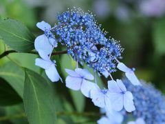 梅雨時に咲くアジサイ見に♪　稲沢大塚性海寺は、花の寺♪　名鉄竹村駅のハス♪