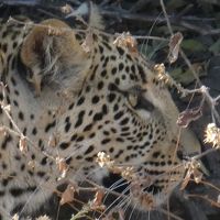 ビクトリアの滝と大型野生動物に出会う旅　3/7　チョベ国立公園編