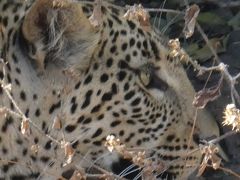 ビクトリアの滝と大型野生動物に出会う旅　3/7　チョベ国立公園編