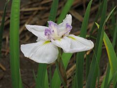 2018梅雨、鶴舞公園の花(5/8)：花菖蒲園、緑化センター、斑入り月桃