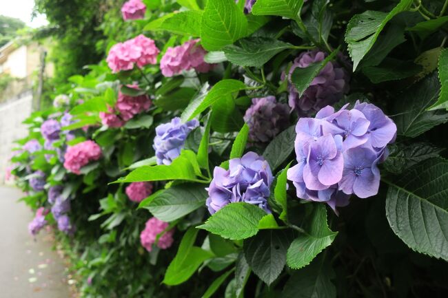けんいちの１人旅です。<br /><br />朝５時半すぎに地元鎌倉を自転車で周ってきました。日中は観光客で賑わう梅雨の鎌倉ですが、人のあまりいない中での紫陽花鑑賞はいいものです(^-^)