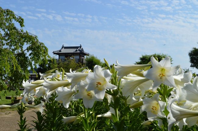 梅雨の合間に子供時代に住んでいた大阪府池田市にふらっと出掛けました。認知症の母がやっとデイサービスへ(週一日)通ってくれることになった矢先でした。